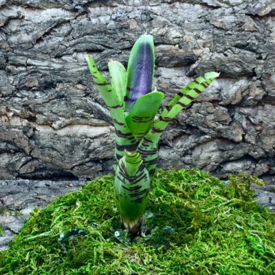 Mini Neoregelia Bromeliad - Half Pint