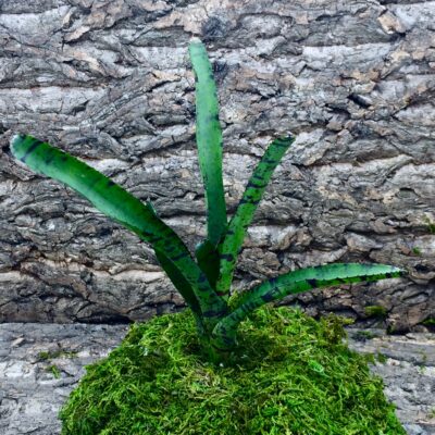 Mini Neoregelia Bromeliad 'Hannibal Lecter F2'