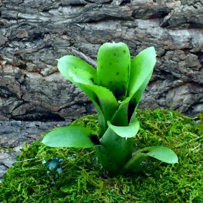 Neoregelia Bromeliad