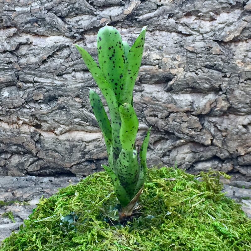 Nano Neoregelia Bromeliad 'Lilliputiana x Pauciflora