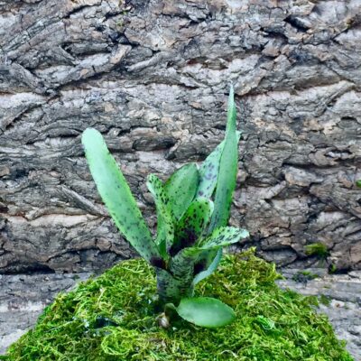 Neoregelia Bromeliad