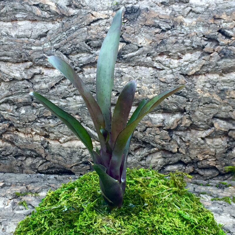 Neoregelia Bromeliad