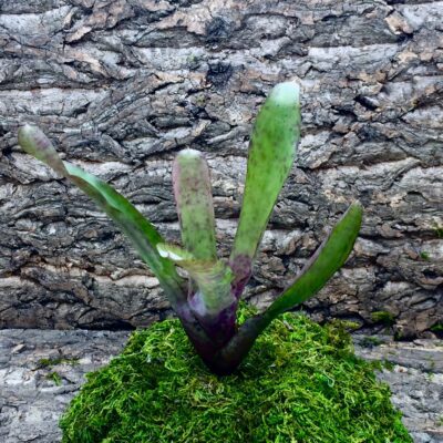 Neoregelia Bromeliad