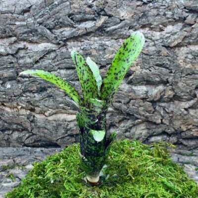 Neoregelia Bromeliad