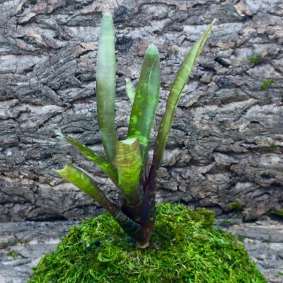 Mini Neoregelia Bromeliad Sarah Head