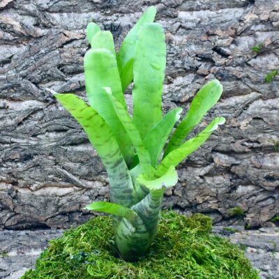 Mini Neoregelia Bromeliad Tigrina