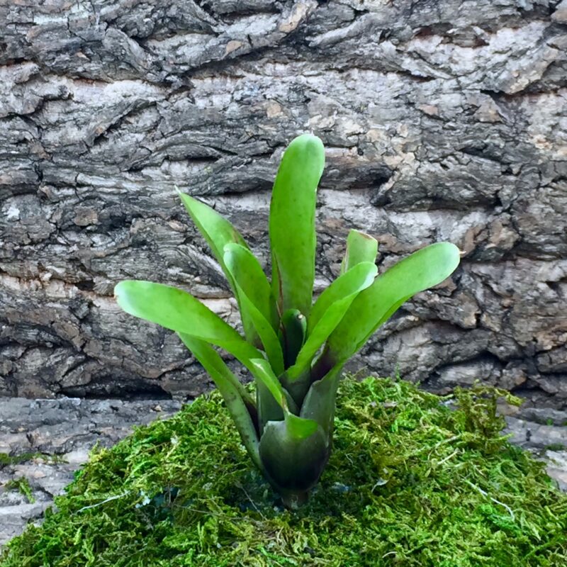 Nano Neoregelia Bromeliad Tom Tom