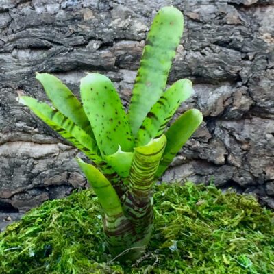 Neoregelia Bromeliad