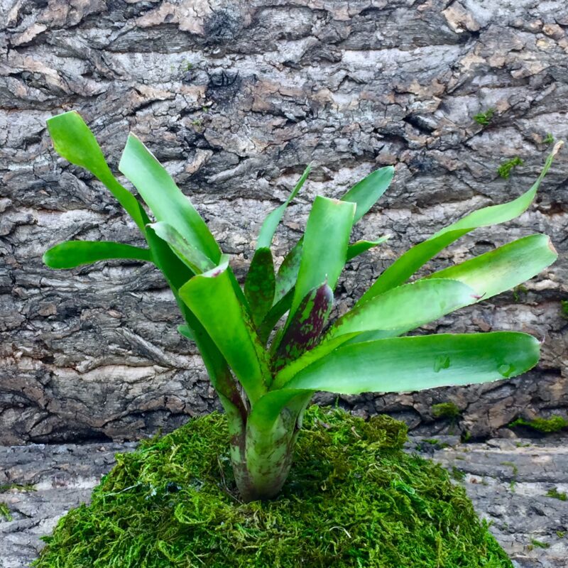 Neoregelia Bromeliad