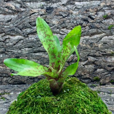 Neoregelia Bromeliad