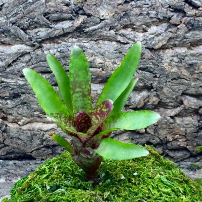 Mini Neoregelia Bromeliad Winnie The Pooh