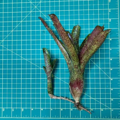 Neoregelia Bromeliad – Mo Peppa Please size