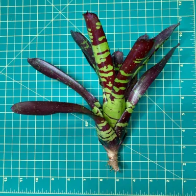 Neoregelia Bromeliad – Tredmarks side