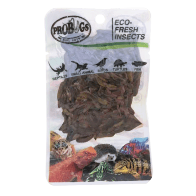 Black Soldier Fly Larvae
