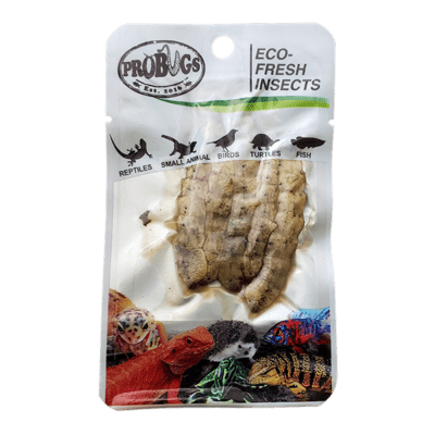 Silkworms