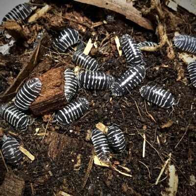Armadillidium Maculatum Zebra Isopod in Canada