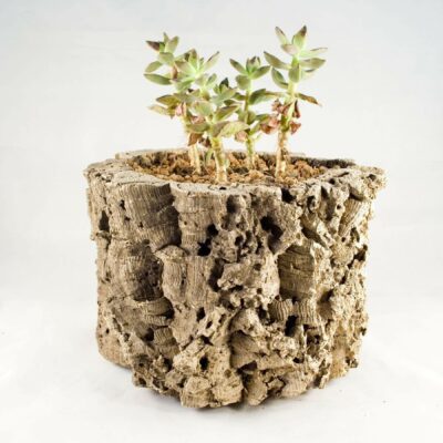 Cork Tube Planter