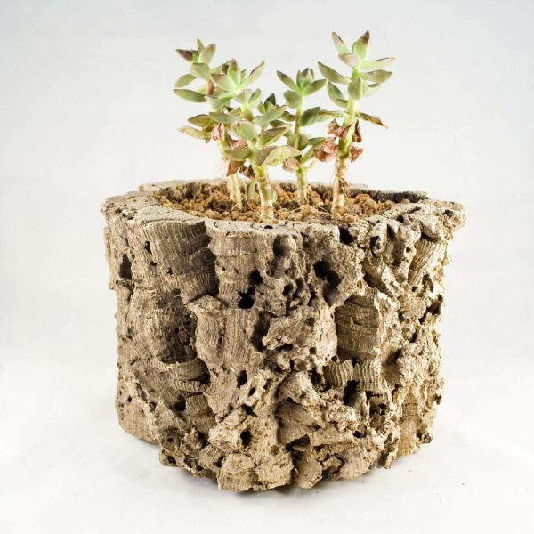 Cork Tube Planter