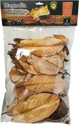 Magnolia Leaves