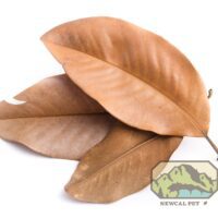 NewCal Magnolia Leaves 10 pack