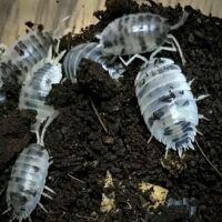 Porcellio Laevis Dairy Cow Isopods in Canada