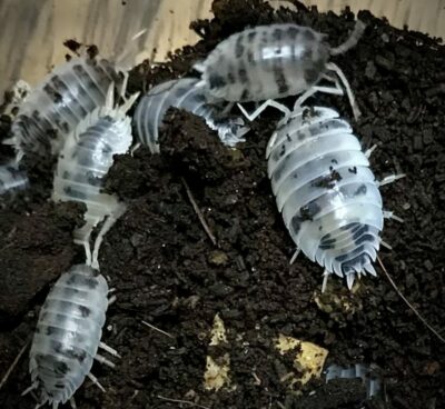 Porcellio Laevis Dairy Cow Isopods in Canada