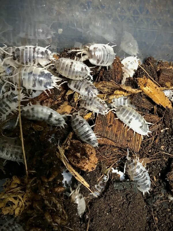 Porcellio Laevis Dairy Cow Isopod in Canada