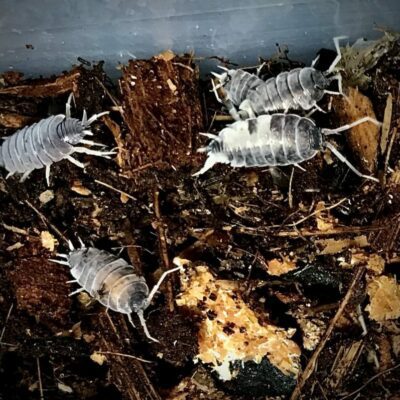 Purinosus Oreo Crumble Isopods In Canada