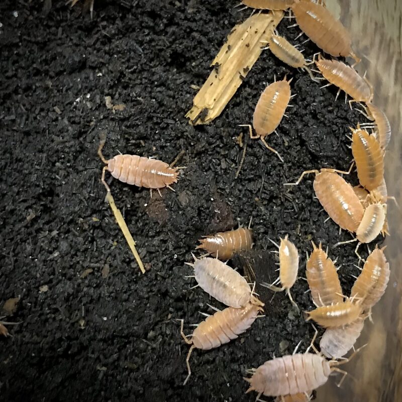 Porcellionides Purinosus Powder Orange Isopods in Canada
