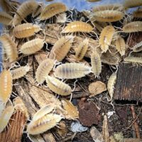 Porcellionides Pruinosus Whiteout Isopods