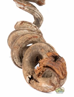 newcal Thick liana vine