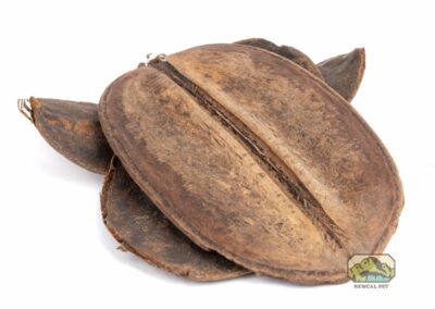 newcal cocoa para