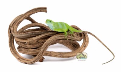 newcal corkscrew liana vine thick coil