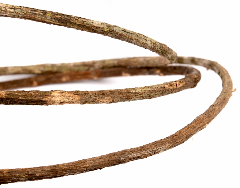 newcal corkscrew liana vine thin half coil side