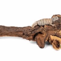 mopani wood large