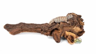 mopani wood large