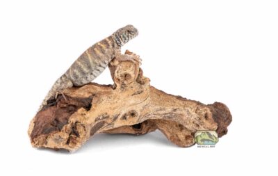 mopani wood small