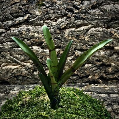 Mini Neoregelia Bromeliad Bonkers