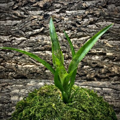 Mini Neoregelia Bromeliad - Cheers