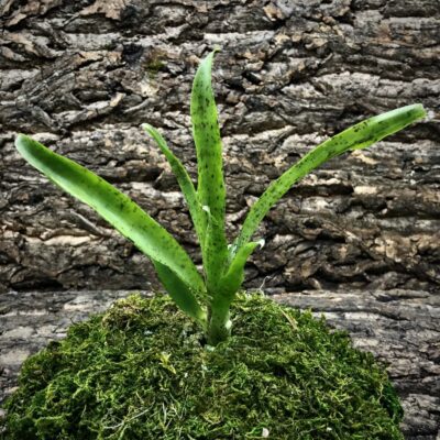 Mini Neoregelia Bromeliad - Cougar