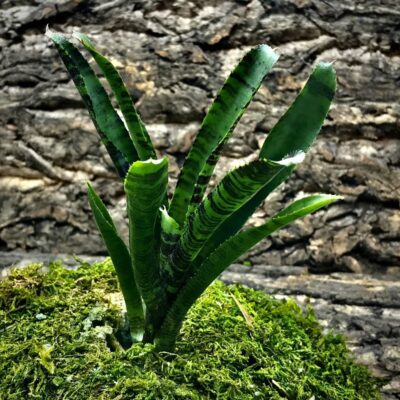 Mini Neoregelia Bromeliad - Eclipse