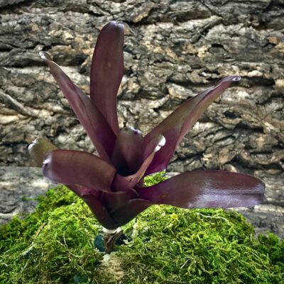 Mini Neoregelia Bromeliad - Fireball