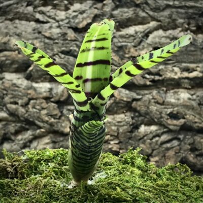Mini Neoregelia Bromeliad - Half Pint