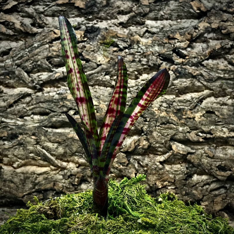 Mini Neoregelia Bromeliad - Hot Embers