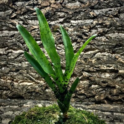 Mini Neoregelia Bromeliad - Jomocha