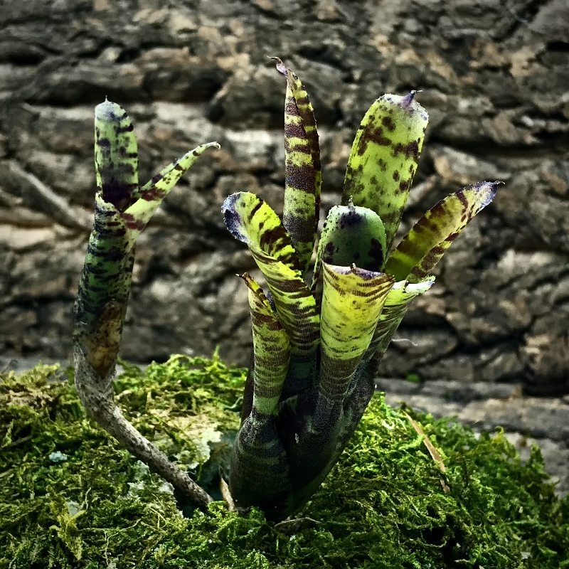 Mini Neoregelia Bromeliad - Kit Kat