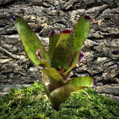 Mini Neoregelia Bromeliad - Li Hing