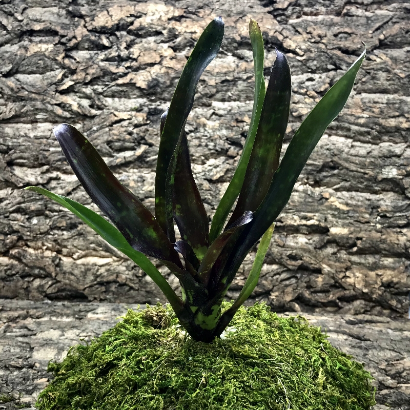 Mini Neoregelia Bromeliad - Midnight x Dungsiara