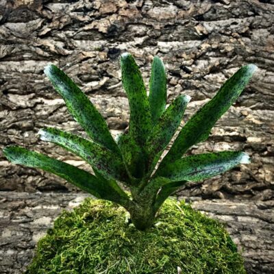 Mini Neoregelia Bromeliad - Mo Peppa Please 2