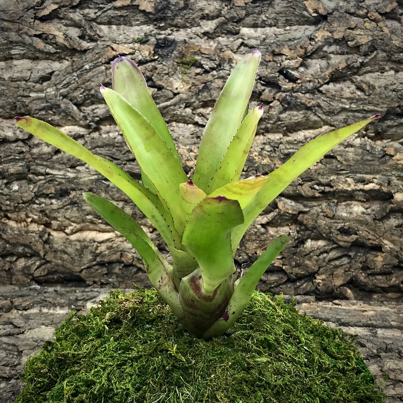 Mini Neoregelia Bromeliad - Prairie Fire